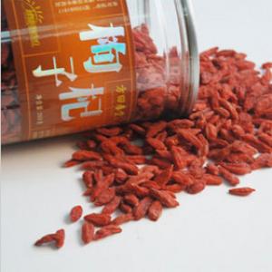 枸杞子(クコ)Lycium chinense
